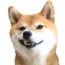dogy