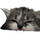 r_r_r_r Discord Emoji