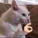 Ok Cat Discord Emoji