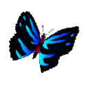 butterflyy
