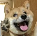 DoggoExcited