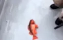 die