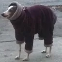 scrungo
