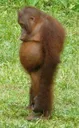 sadmonke