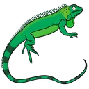 iguana