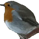 BirbDance BirbDance