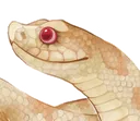 hognose1 hognose1