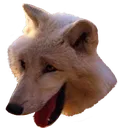 WolfLaugh