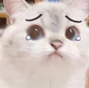 sadcat2
