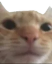 cat cat