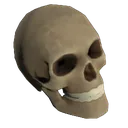 Skull Skull
