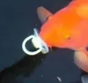 KAMISAHUGEBABY