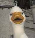 Quack