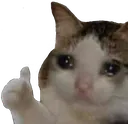 Sadcatthumbsup sadcatthumbsup Discord Emoji