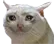 cryingcat Discord Emoji