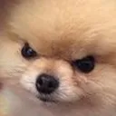 Grr