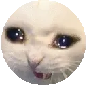 SadCatSpin