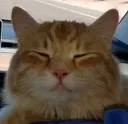 squintingCat