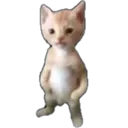 ccat