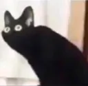 ohnocat