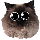 mokibigeyes