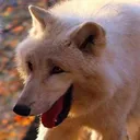 laughing_wolf_right