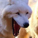 LaughWolf1