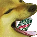 dogedew2 dogedew2