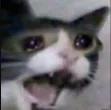 cryingcat