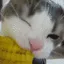 AscCatCorn