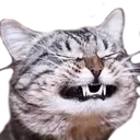 grinkitty grinkitty
