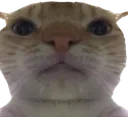 stareCat
