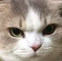 kittymad