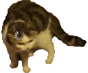 Cat Loading catloading Discord Emoji