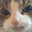 angrycat Discord Emoji