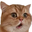 Catwow catwow Discord Emoji