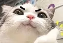 cat_mad Discord Emoji