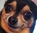 dog_eep Discord emoji