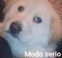 serio