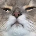 CH_ThirstyCatto