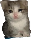 crying_cat
