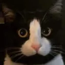 dBlackCat
