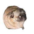 pug_boi