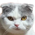 dallie Discord Emoji