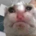 sadcat19