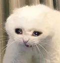 sadcat Discord Emoji