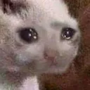 cat_cry2