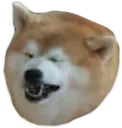 fetdoge fetdoge