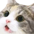 Catte Catte