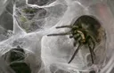 LargeSpider